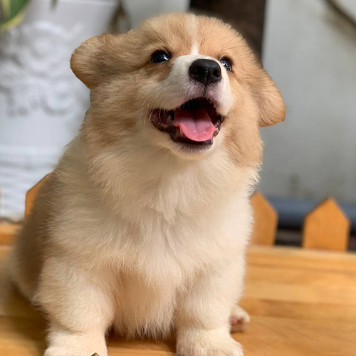 Corgi Fluffy lông dài vàng trắng thuần chủng với biểu cảm vui vẻ dễ thương
