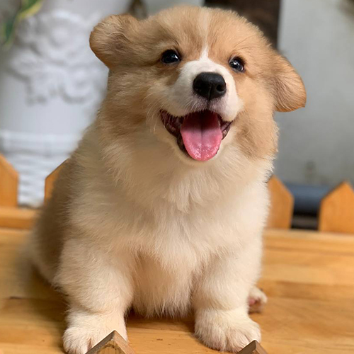 Andrew, chú chó Corgi vàng trắng, 2 tháng tuổi, đáng yêu và khỏe mạnh