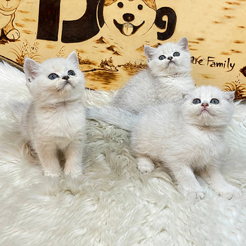 Ba bé mèo Anh lông ngắn silver đáng yêu đang ngồi trên thảm lông trắng