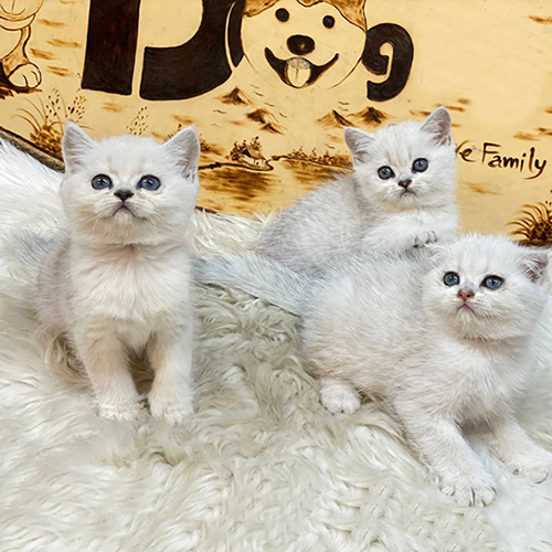 Ba mèo Anh lông ngắn màu silver nằm trên thảm lông trắng