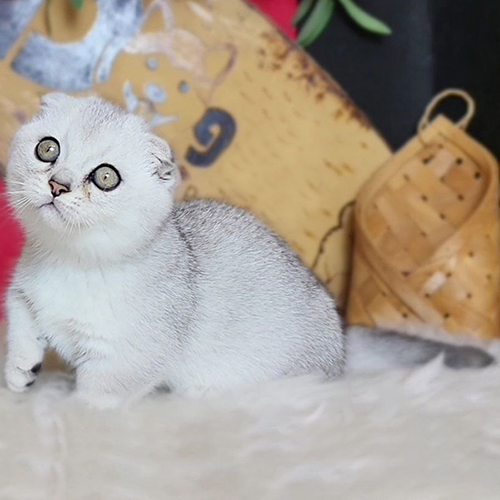 Mèo Munchkin Scottish chân ngắn tai cụp màu Silver đáng yêu.