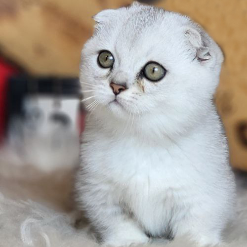 Mèo Munchkin Scottish tai cụp chân ngắn màu Silver đáng yêu.