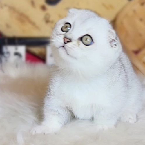 Mèo Anh lông ngắn tai cụp chân ngắn màu silver siêu dễ thương