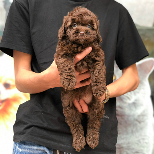 Chó Poodle con lông nâu chocolate được bế trên tay.