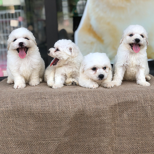 Bốn chú chó Poodle trắng đáng yêu nằm trên bàn, lông mềm mượt và sáng.