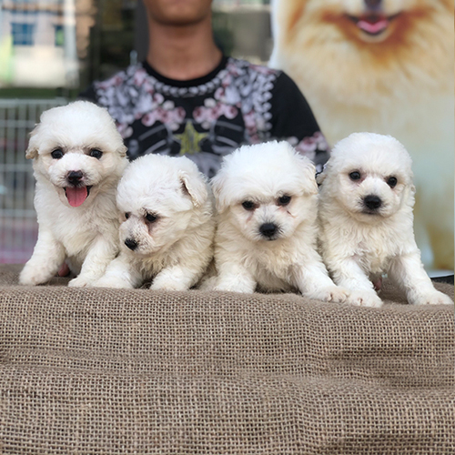 Bốn chú chó con lông trắng đáng yêu ngồi trên bàn vải bố.