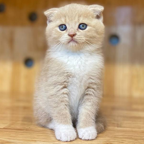 Mèo Scottish tai cụp màu hồng phấn đáng yêu.