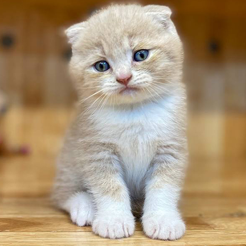 Mèo Scottish tai cụp màu hồng phấn red tabby bicolor đáng yêu
