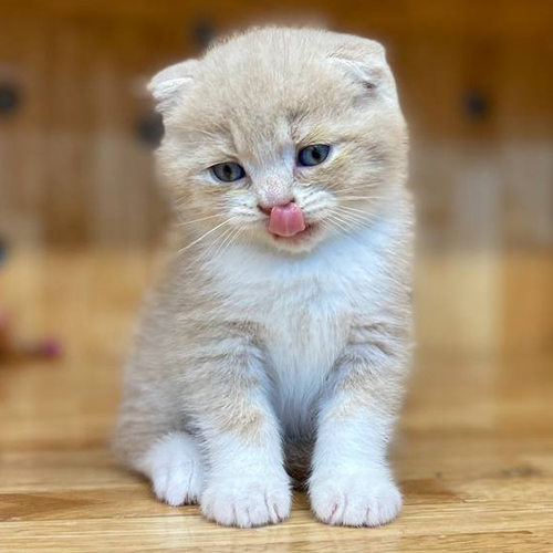 Mèo Scottish Fold tai cụp màu hồng phấn, mắt xanh, đáng yêu.