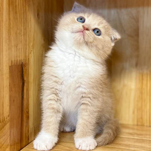 Mèo Scottish Fold con lông kem trắng, mắt xanh, tai cụp đáng yêu.