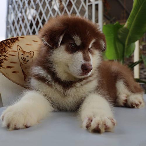 Chó Alaska con lông nâu trắng nằm thư giãn