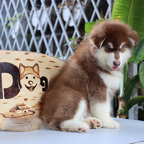 Chó Alaska lông dày màu nâu đỏ đang ngồi