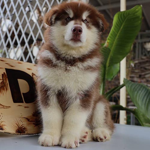 Chó Alaska nâu đỏ đực với thân hình chắc khỏe