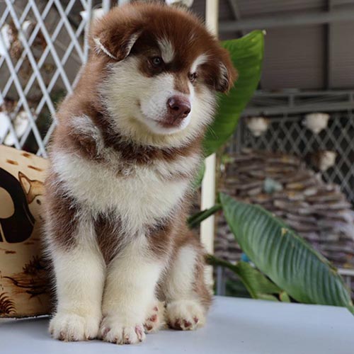 Chó Alaska con ngồi nghiêm trang, lông nâu trắng