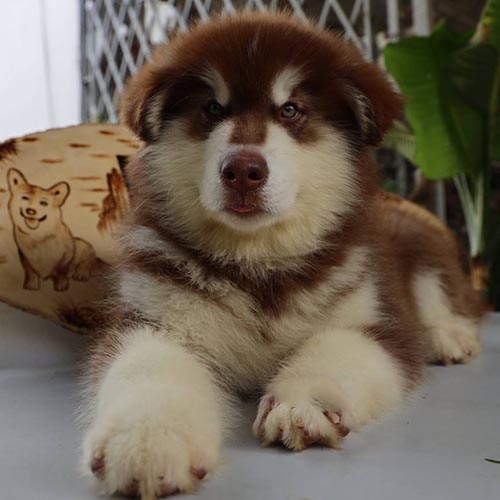 Chó Alaska nâu đỏ nằm nghỉ ngơi, biểu cảm thông minh