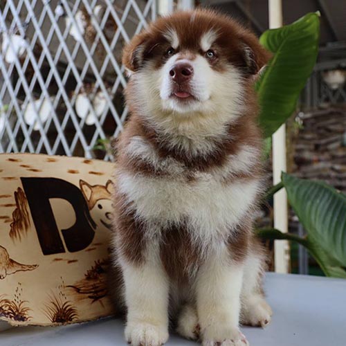 Chó Alaska con lông nâu trắng ngồi nghiêm, bộ lông dày mượt