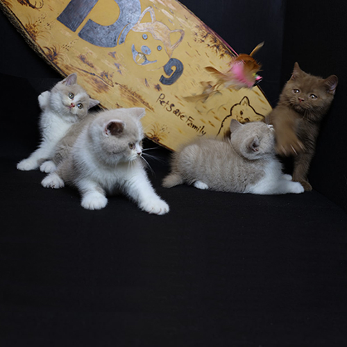 Đàn mèo Anh lông ngắn bicolor fawn và cinnamon chơi đùa cùng đồ chơi lông.