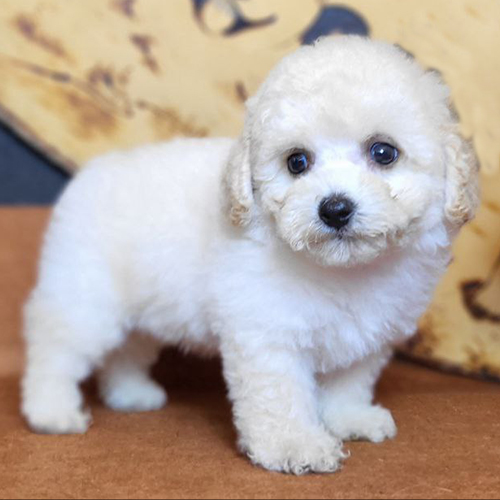 Chó Poodle màu kem đáng yêu với bộ lông mềm mượt.