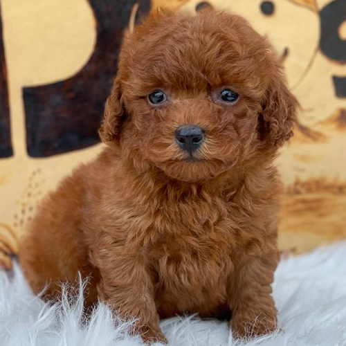 Chó Poodle con lông nâu đỏ đáng yêu ngồi trên thảm trắng.