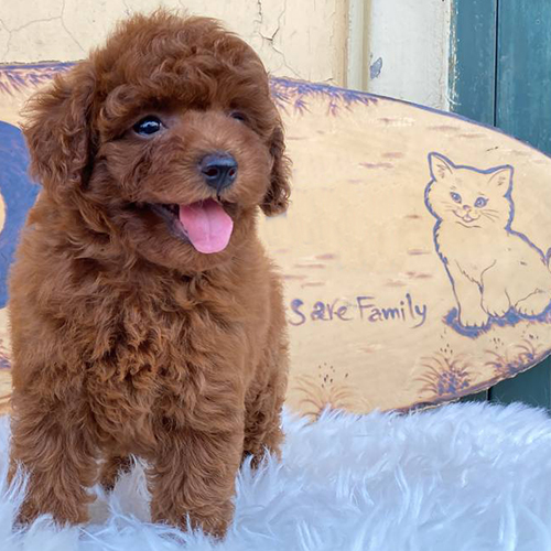 Chó Poodle nâu đỏ đáng yêu với dáng đi uyển chuyển.