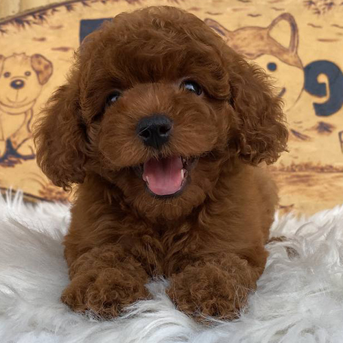 Chó Poodle con lông nâu đỏ rực rỡ, đáng yêu trên thảm trắng.
