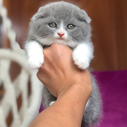Mèo Scottish Fold con lông xám trắng, tai cụp, mắt tròn đáng yêu.
