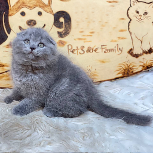 Mèo Scottish Fold tai cụp màu xám xanh ngồi trên thảm lông trắng