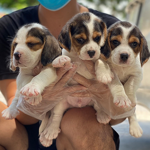 Ba chú chó Beagle con thuần chủng đáng yêu, lông tam thể, được bồng trên tay tại Chomeocanh.com