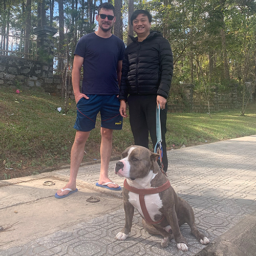 Khách hàng chụp ảnh cùng chó American Bully cơ bắp trên vỉa hè