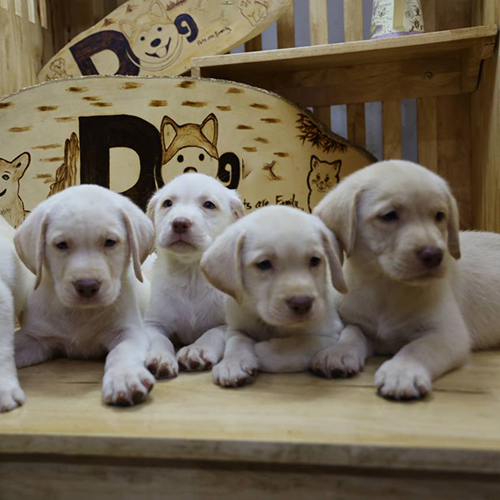 Đàn chó Labrador trắng thuần chủng 2 tháng tuổi