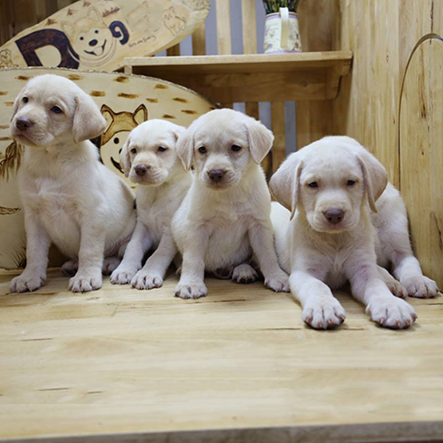 Đàn chó Labrador con màu trắng dễ thương