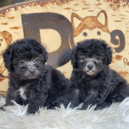 Hai chú chó Poodle xám lông xoăn trên nền lông trắng.