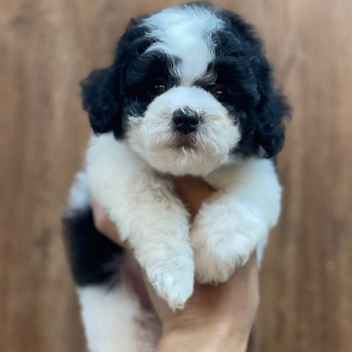 Chó Poodle đen trắng đáng yêu được nâng niu trên tay.