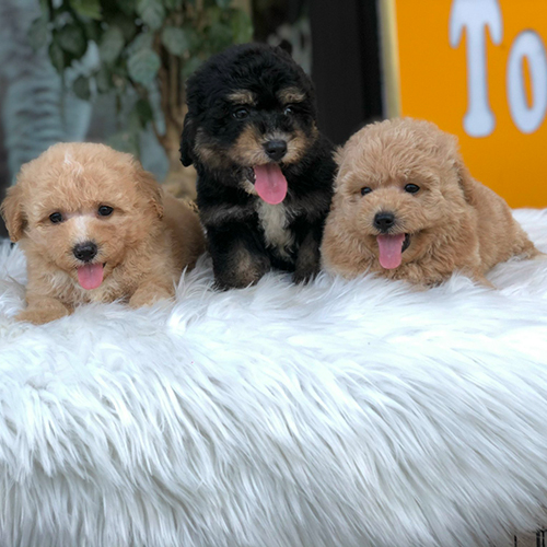 Ba chú chó Poodle đáng yêu, gồm một bé Poodle Phantom và hai bé Poodle vàng mơ.