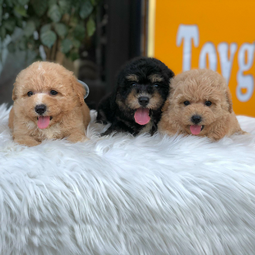 Đàn Poodle vàng mơ và Phantom với bộ lông xoăn đặc trưng.
