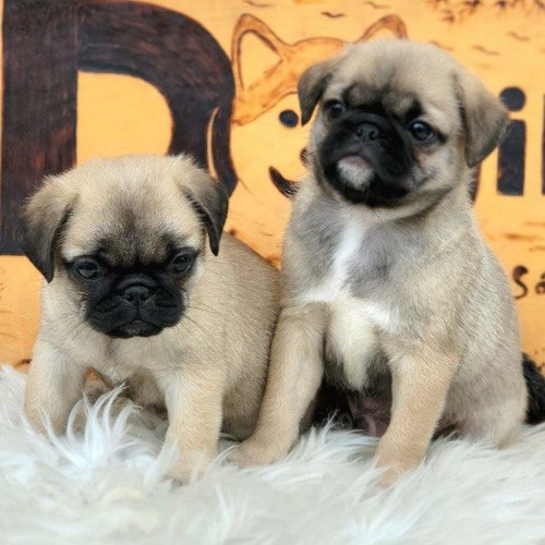 Hai chú chó con Pug đáng yêu ngồi trên tấm thảm lông trắng.
