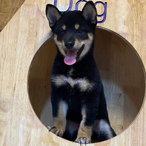 Chó Shiba Inu đen và nâu trong nhà gỗ