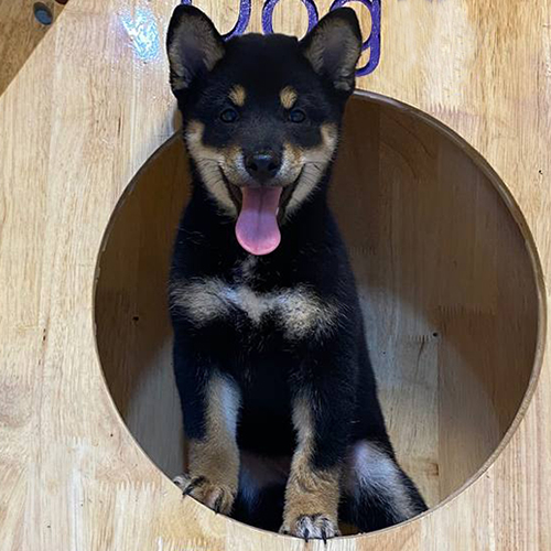 Chó Shiba Inu màu đen thuần chủng ngồi trong chuồng gỗ, dáng cân đối theo tiêu chuẩn chiều cao giống