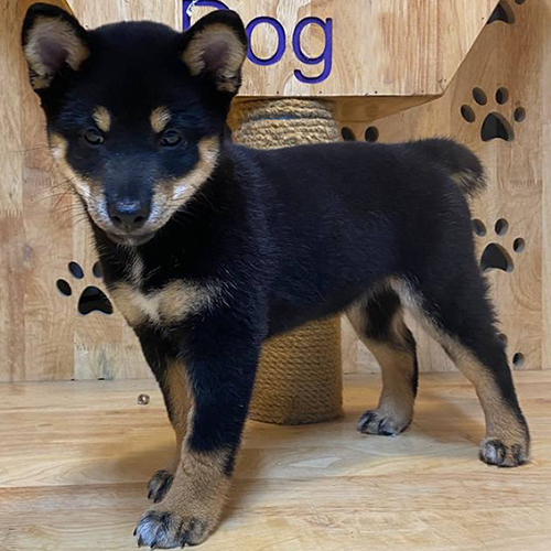 Chó Shiba Inu con màu black & tan cần được chải lông và vệ sinh định kỳ