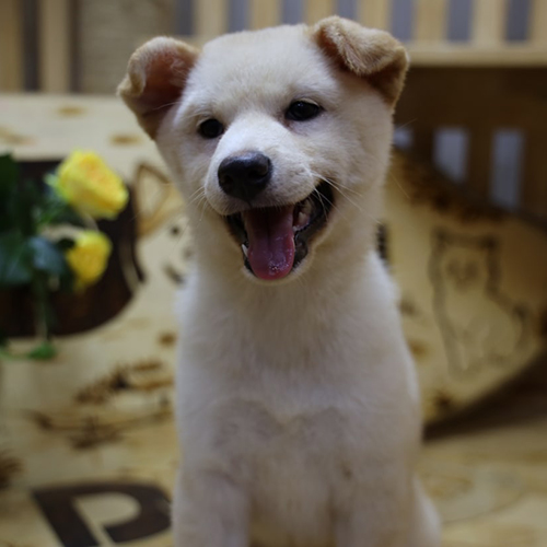 Chó Shiba Inu trắng cười tươi, biểu cảm thân thiện và hạnh phúc trong không gian gỗ ấm cúng