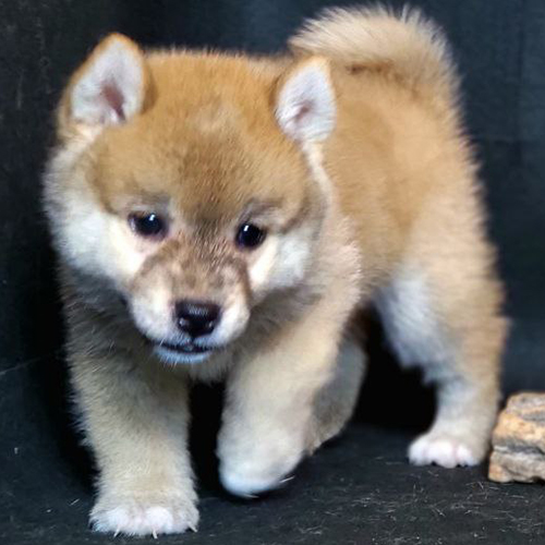 Chú chó Shiba Inu con bước đi lanh lợi
