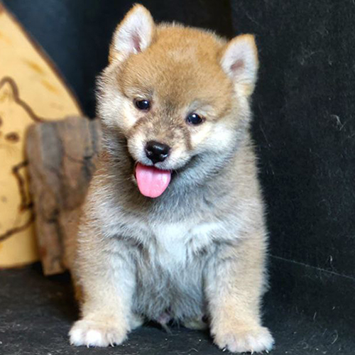 Chó Shiba Inu con lưỡi thè, tính cách tinh nghịch và trung thành