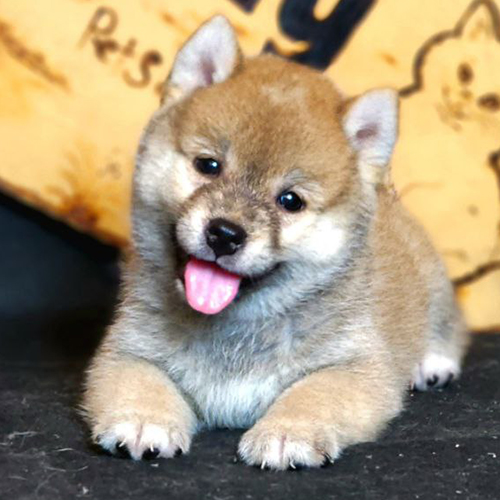 Chó Shiba Inu con thuần chủng thè lưỡi đáng yêu, đến từ trại giống uy tín Chomeocanh.com