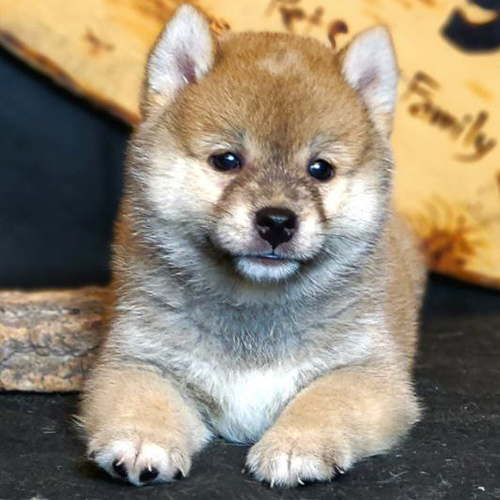 Shiba Inu con nằm nghỉ đáng yêu