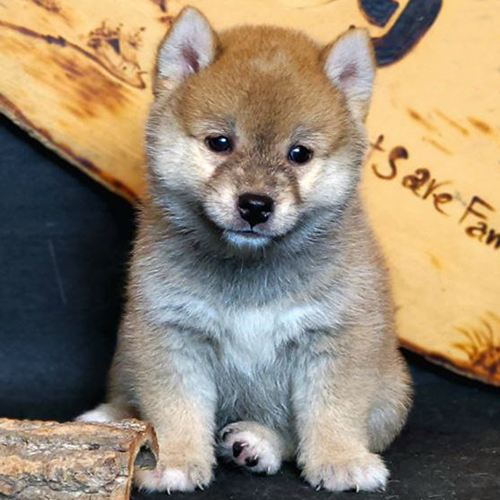 Chó Shiba Inu con ngồi mập mạp với bộ lông dày mềm mại