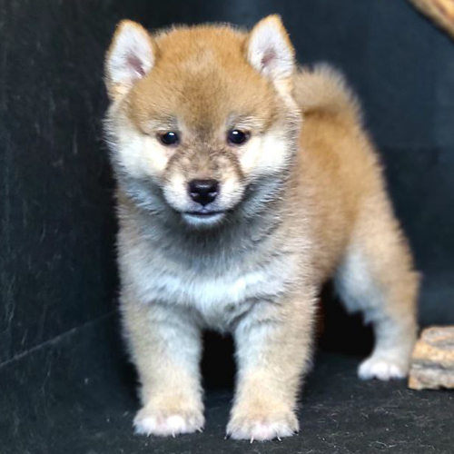 Chó Shiba Inu con màu vàng đỏ đứng trên nền đen