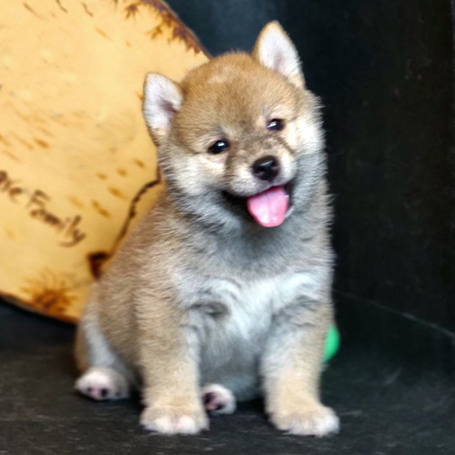 Cún Shiba Inu đang ngồi chào dễ thương