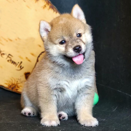Chó Shiba Inu con đáng yêu, trung thành và biểu cảm tinh nghịch