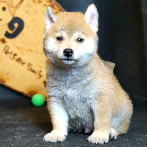 Chó Shiba Inu con ngồi yên, ánh mắt nghiêm túc và đáng yêu