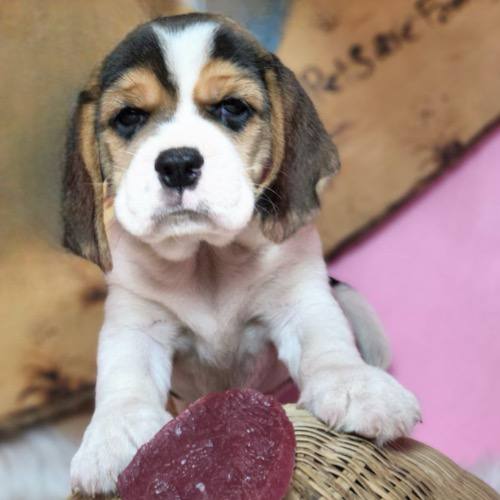 Chó Beagle con với biểu cảm đáng yêu, nổi bật với bộ lông tam thể đặc trưng.